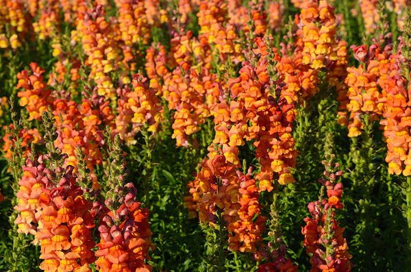’Orange Wonder’ Snapdragon Seeds