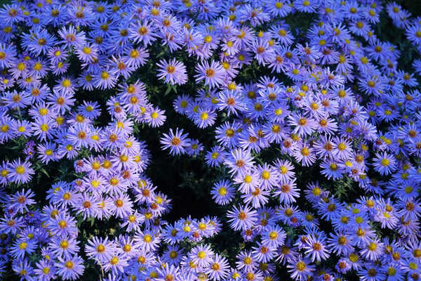 Rice Button Aster Seeds