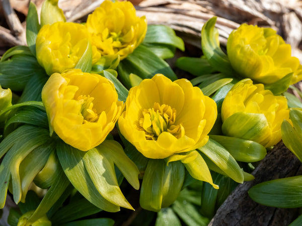 Winter Aconite Seeds