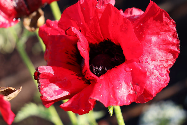 Oriental Poppy Beauty of Livermere Seeds