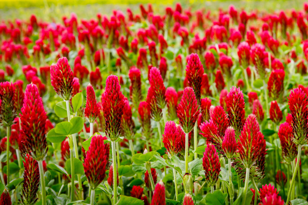 CRIMSON CLOVER Cover Crop Seeds