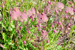 Prarie Smoke Geum Seeds