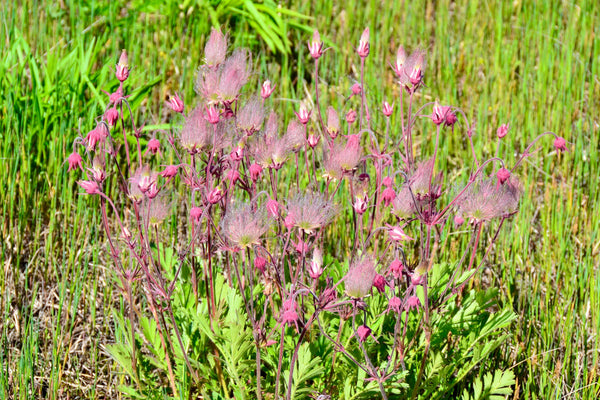 Prarie Smoke Geum Seeds