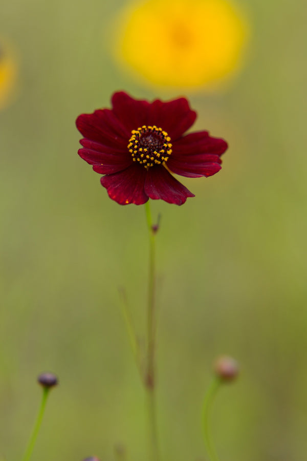 Mahogany Midget Coreopsis Seeds