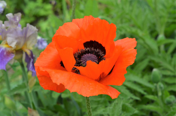 Prince of Orange Oriental Poppy Seeds