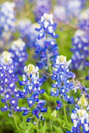 Texas Bluebonnet Lupine Seeds