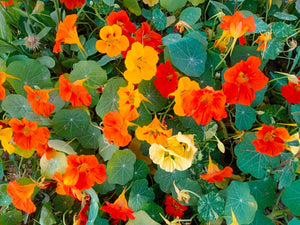 Dwarf Jewel Mix Nasturtium Seeds