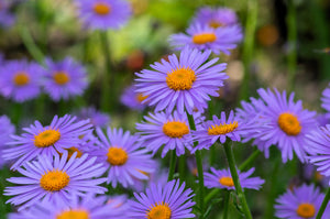 East Indies Aster Seeds