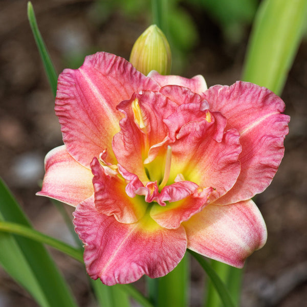 Daylily Seeds Mixed Colors