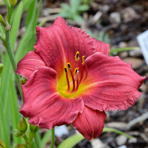 Daylily Seeds Mixed Colors
