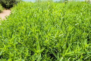 Summer Savory Seeds