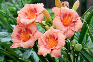 Daylily Seeds Mixed Colors