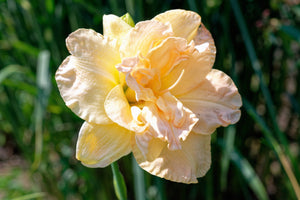 Daylily Seeds Mixed Colors