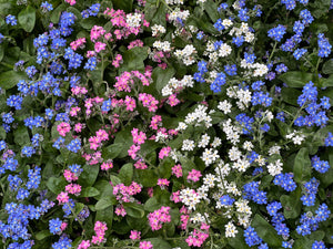 Forget Me Not Seeds - Mix