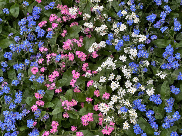 Forget Me Not Seeds - Mix