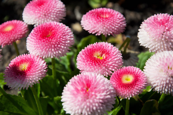 Strawberries & Cream English Daisy Seeds