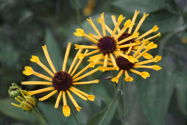 Sweet Coneflower Seeds