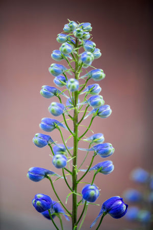 Rocket Larkspur Delphinium Seeds