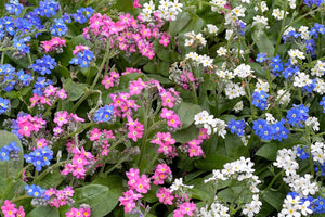 Forget Me Not Seeds - Mix