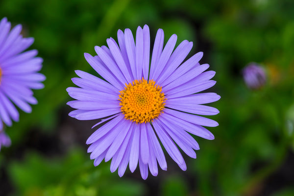 East Indies Aster Seeds