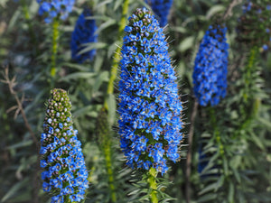 Pride of Madeira Seeds