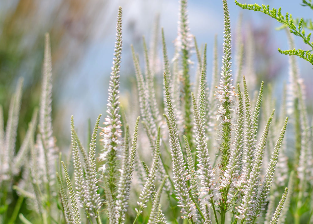 Culver's Root Seeds