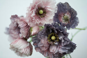 Amazing Grey Poppy Seeds - Certified Organic