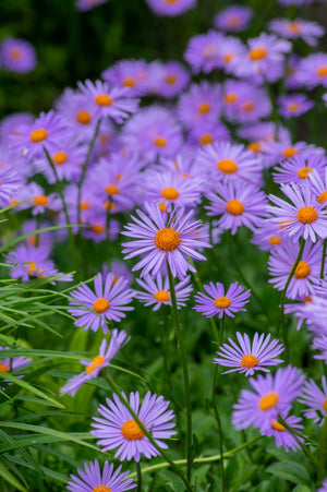 East Indies Aster Seeds