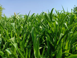 Black Amber Cane Sorghum Seeds - Certified Organic