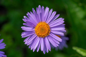 East Indies Aster Seeds