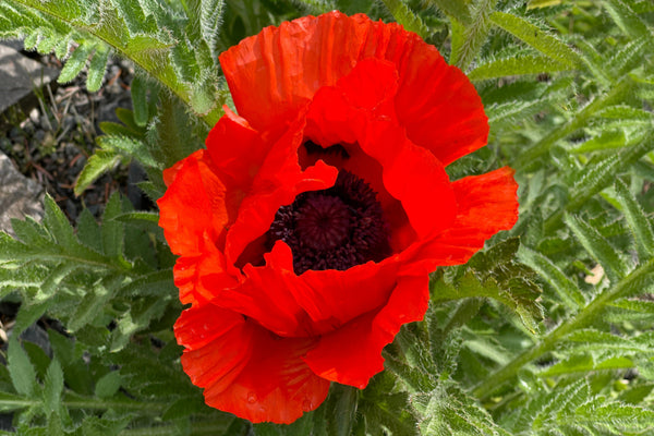 Oriental Red Mix Poppy Seeds
