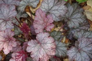 Palace Purple Heuchera Seeds