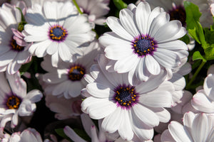 White African Cape Daisy Seeds