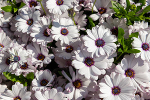 White African Cape Daisy Seeds