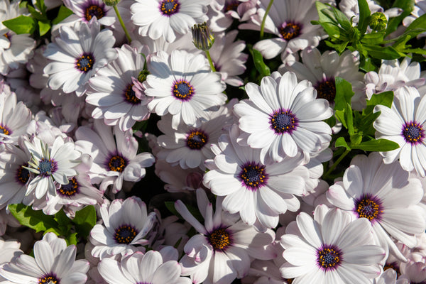 White African Cape Daisy Seeds