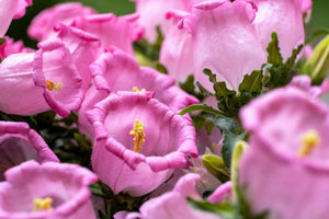 Rose Pink Canterbury Bells Seeds