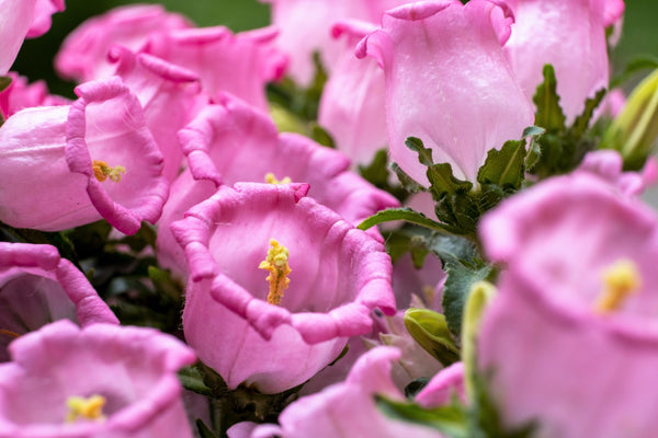 Rose Pink Canterbury Bells Seeds
