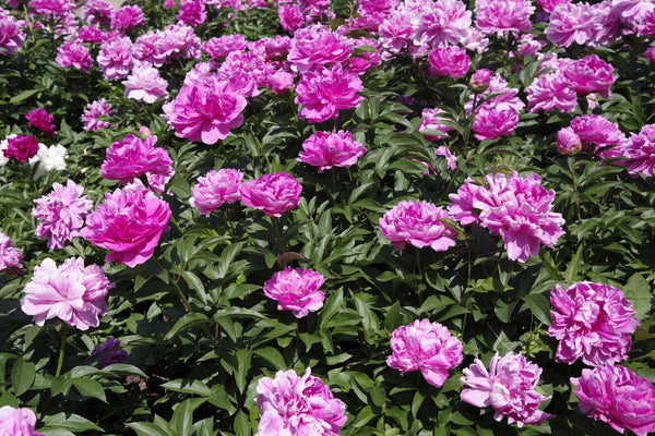 Garden Peony Seeds