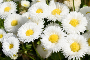 Dwarf White English Daisy Seeds