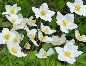 Anemone ‘Madonna’ Seeds