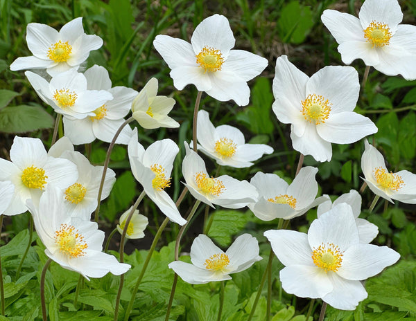Anemone ‘Madonna’ Seeds