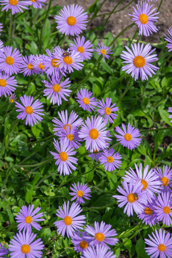 East Indies Aster Seeds