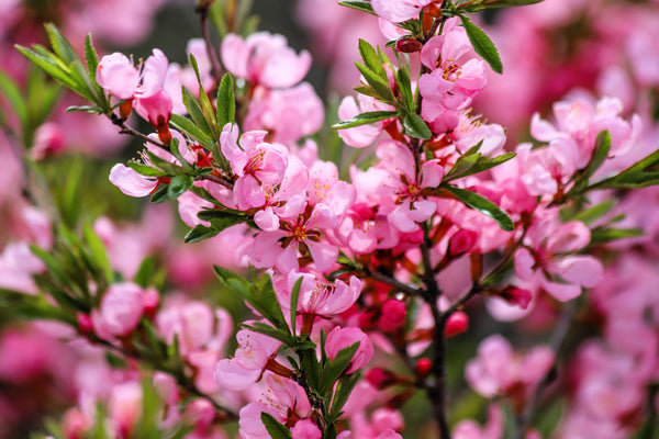 Dwarf 'Russian Almond' Shrub Seeds