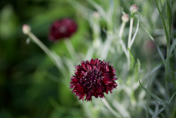 Black Bachelor's Button Seeds