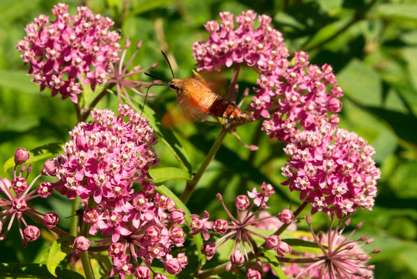 Swamp Milkweed Seeds