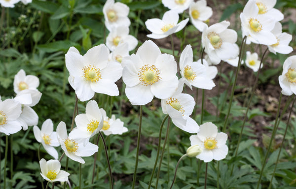 Anemone ‘Madonna’ Seeds