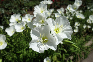 White Pale Evening Primrose Sees