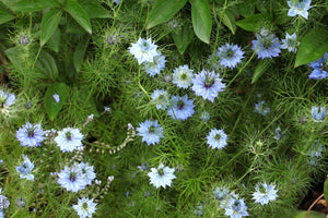 Love In A Mist Fennel Flower Seeds - Blue and White Mix