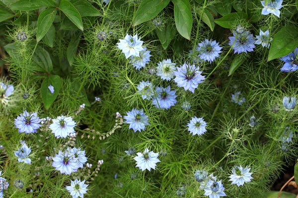 Love In A Mist Fennel Flower Seeds - Blue and White Mix