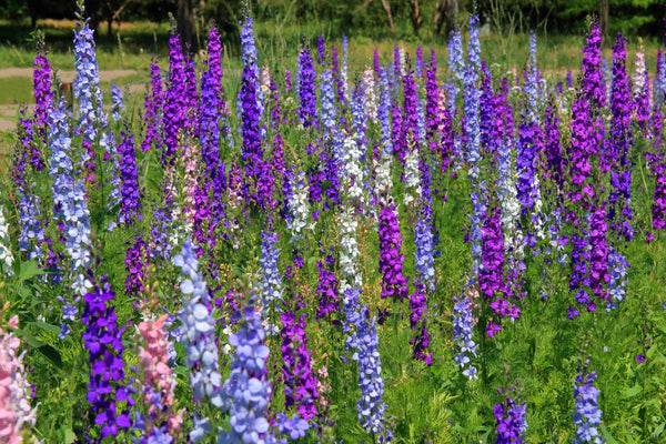 Rocket Larkspur Seeds - Giant Imperial Mix